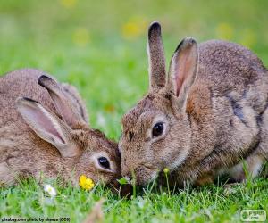 пазл Два Кролики едят